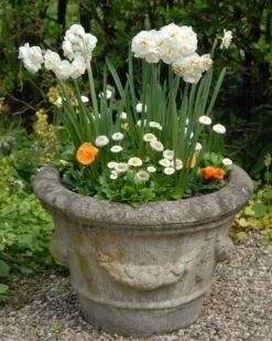 Narcissus 'Bridal Crown' 15 Narcissus 'Bridal Crown' -Plants And Flowers Shop narcissus bridal crown 4