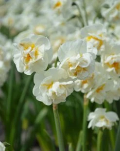 Narcissus 'Bridal Crown'