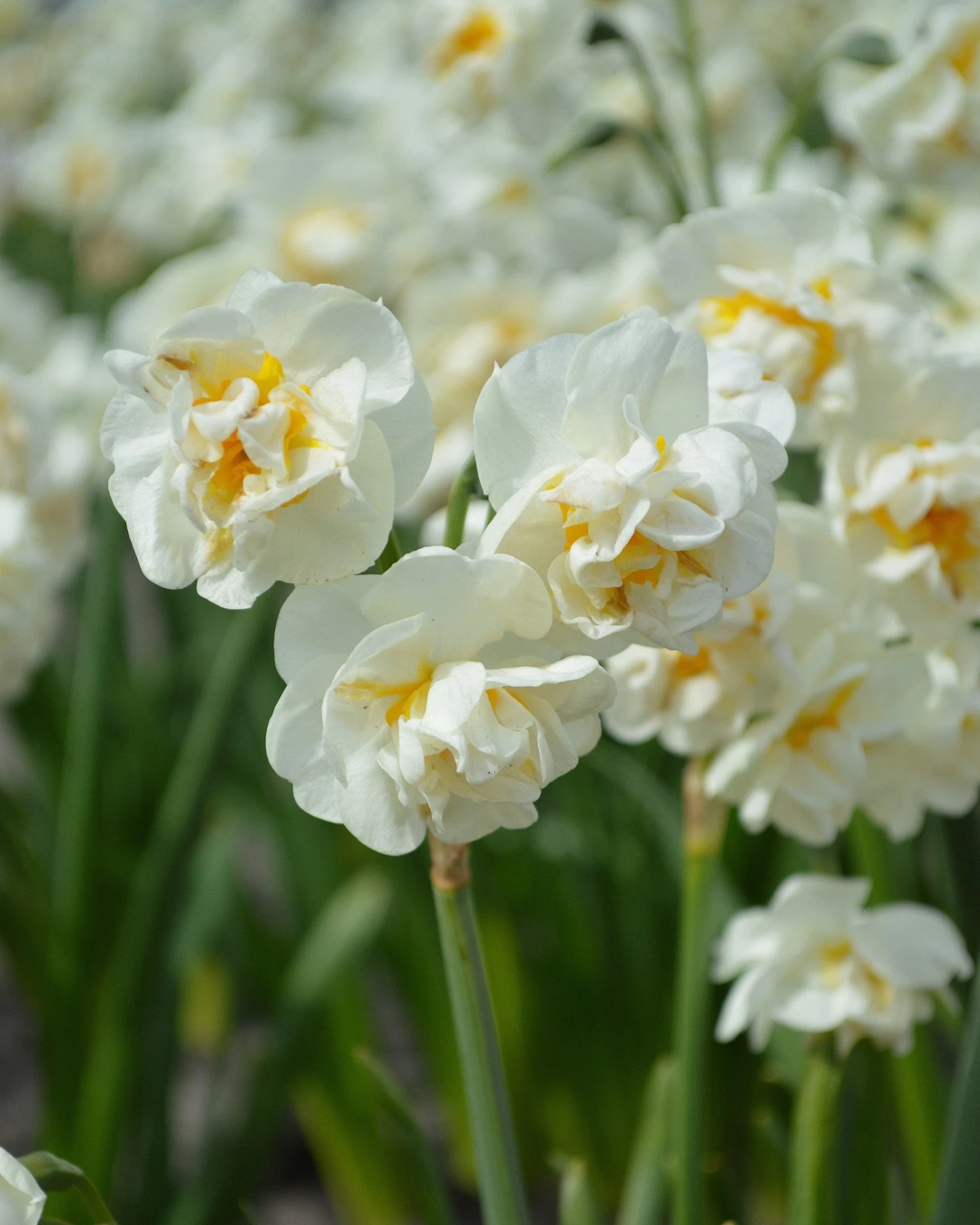 Narcissus 'Bridal Crown' 1 Narcissus 'Bridal Crown'