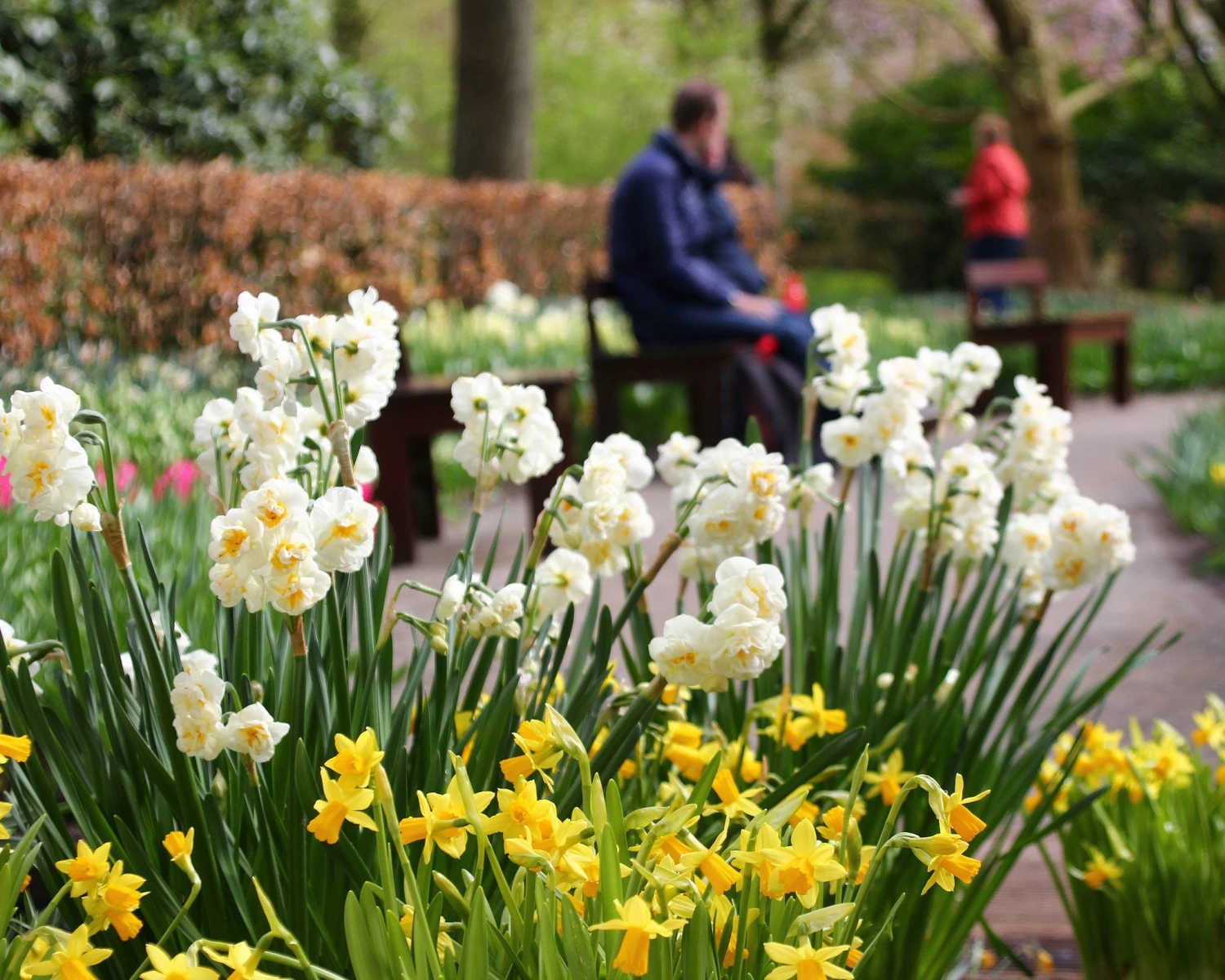 Narcissus 'Bridal Crown' 2 Narcissus 'Bridal Crown' - Image 2