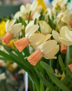 Plants And Flowers Shop -Plants And Flowers Shop narcissus carice 1