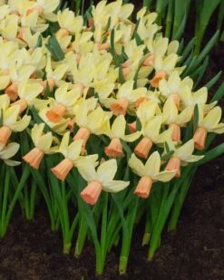 Narcissus 'Carice' 8 Narcissus 'Carice' -Plants And Flowers Shop narcissus carice 3