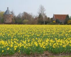 Narcissus 'Carlton' -Plants And Flowers Shop narcissus carlton 3 e2dad804 fa05 4c32 b99d 392c50f9061a
