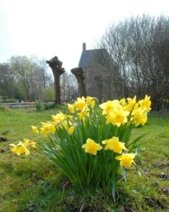 Narcissus 'Carlton' -Plants And Flowers Shop narcissus carlton 4 7c09c014 e7fb 4242 a6ab dd11605a519c