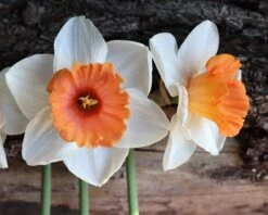 Narcissus 'Chromacolor' -Plants And Flowers Shop narcissus chromacolor 0