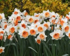 Narcissus 'Chromacolor' -Plants And Flowers Shop narcissus chromacolor 1