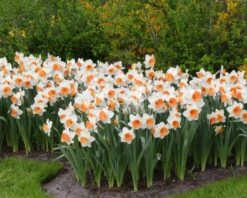 Narcissus 'Chromacolor' -Plants And Flowers Shop narcissus chromacolor 3