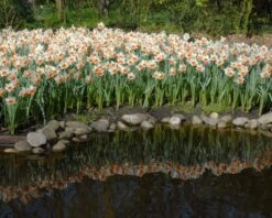 Narcissus 'Chromacolor' -Plants And Flowers Shop narcissus chromacolor 5