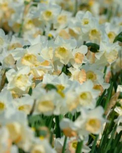 Narcissus 'Cosmopolitan' -Plants And Flowers Shop narcissus cosmopolitan 2