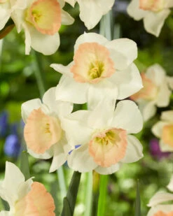 Narcissus 'Cosmopolitan' -Plants And Flowers Shop narcissus cosmopolitan 5