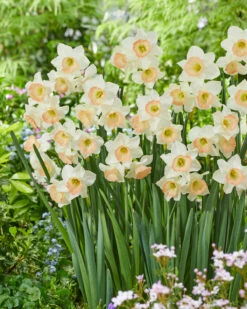 Narcissus 'Cosmopolitan' -Plants And Flowers Shop narcissus cosmopolitan 6