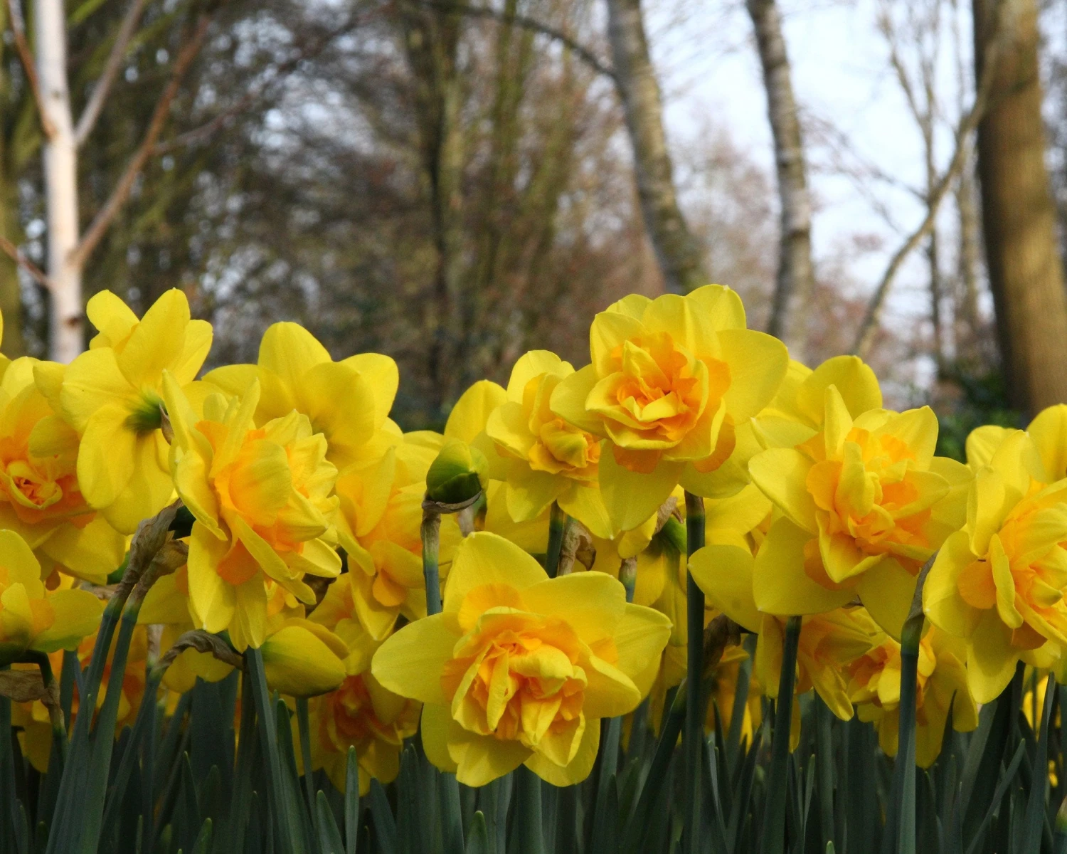 Narcissus 'Dick Wilden' 2 Narcissus 'Dick Wilden' - Image 2