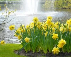 Narcissus 'Dick Wilden' 16 Narcissus 'Dick Wilden' -Plants And Flowers Shop narcissus dick wilden 3