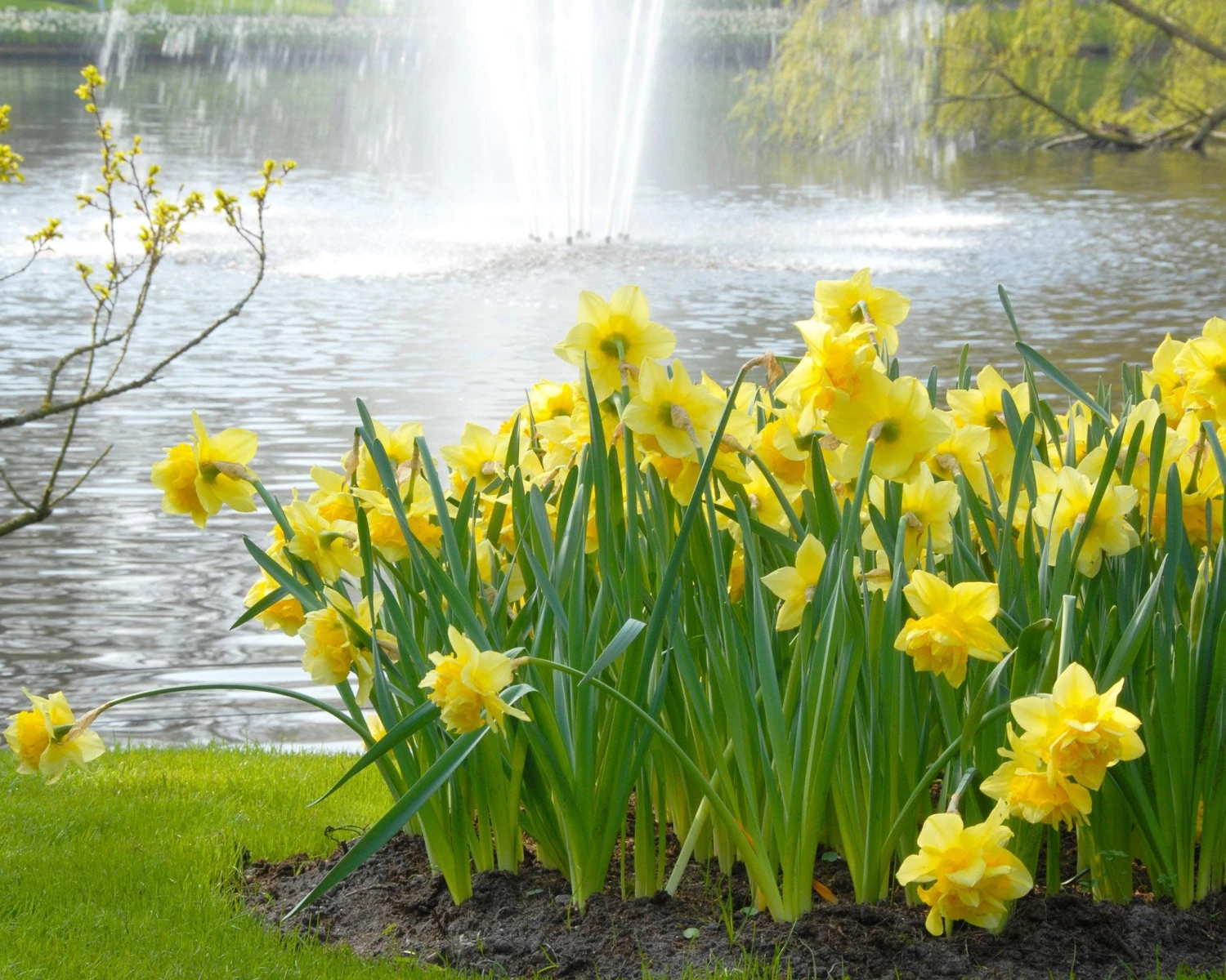 Narcissus 'Dick Wilden' 8 Narcissus 'Dick Wilden' - Image 8