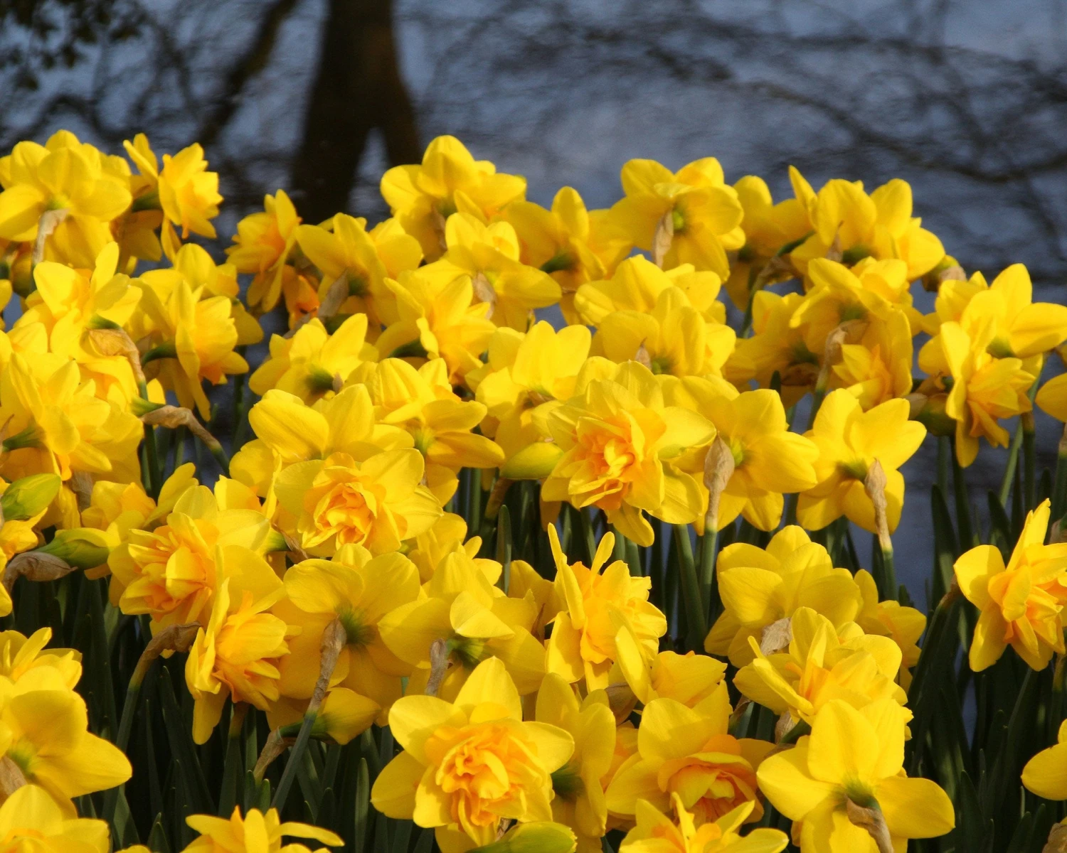 Narcissus 'Dick Wilden' 6 Narcissus 'Dick Wilden' - Image 6