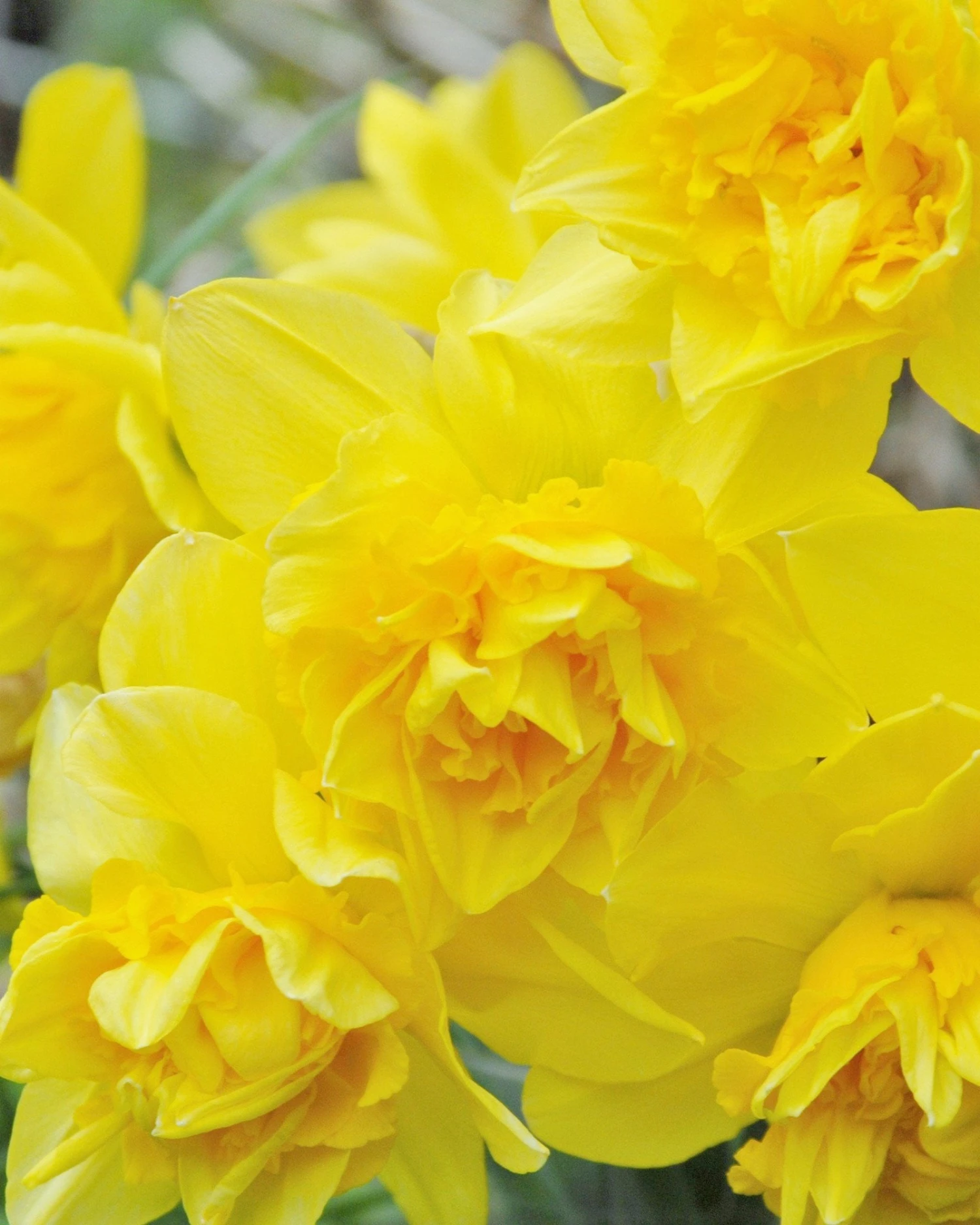 Narcissus 'Dick Wilden' 1 Narcissus 'Dick Wilden'