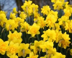 Narcissus 'Dick Wilden' 12 Narcissus 'Dick Wilden' -Plants And Flowers Shop narcissus dick wilden 4 999aed7c 4b48 46c0 a02c a58669a3e35b