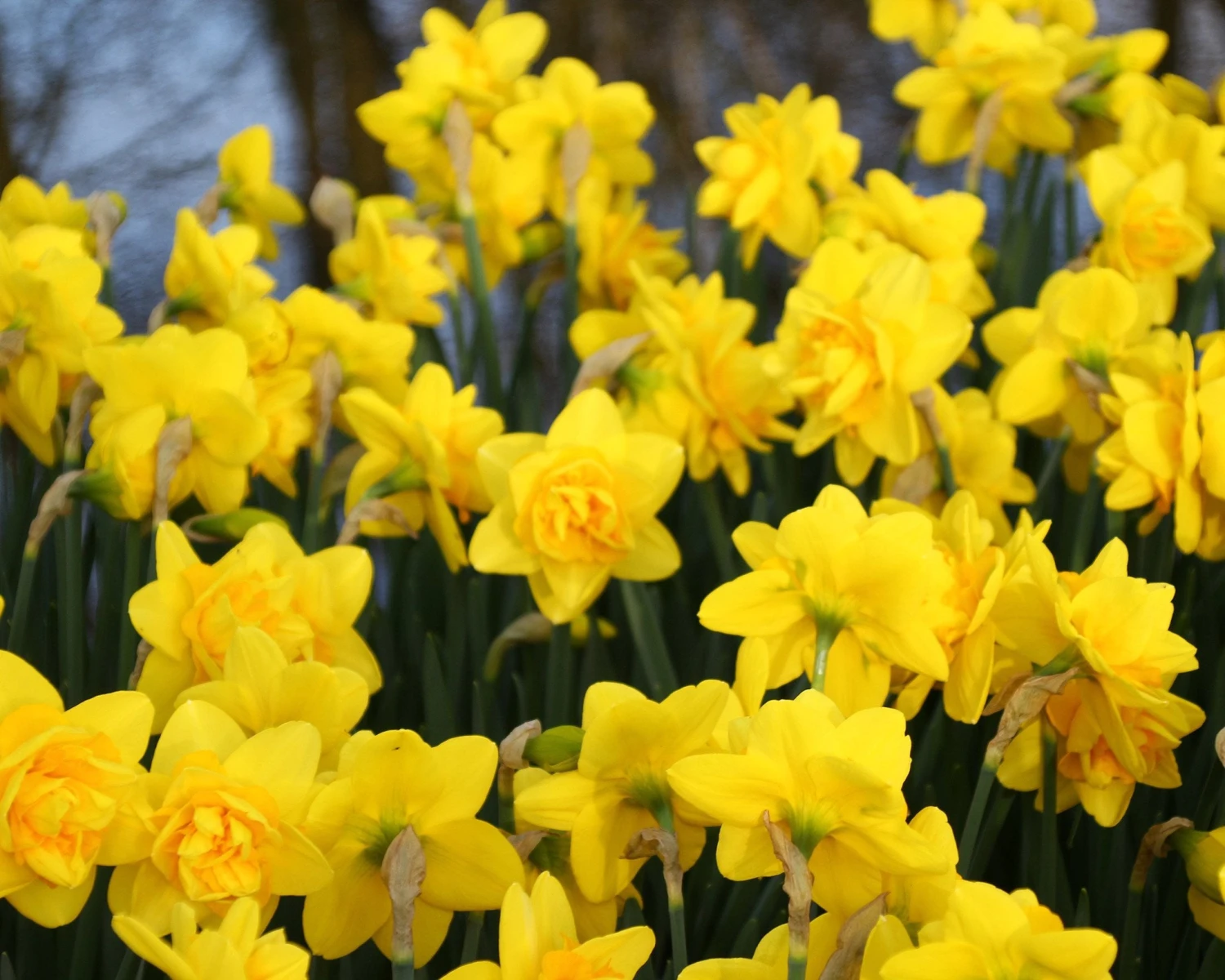 Narcissus 'Dick Wilden' 4 Narcissus 'Dick Wilden' - Image 4