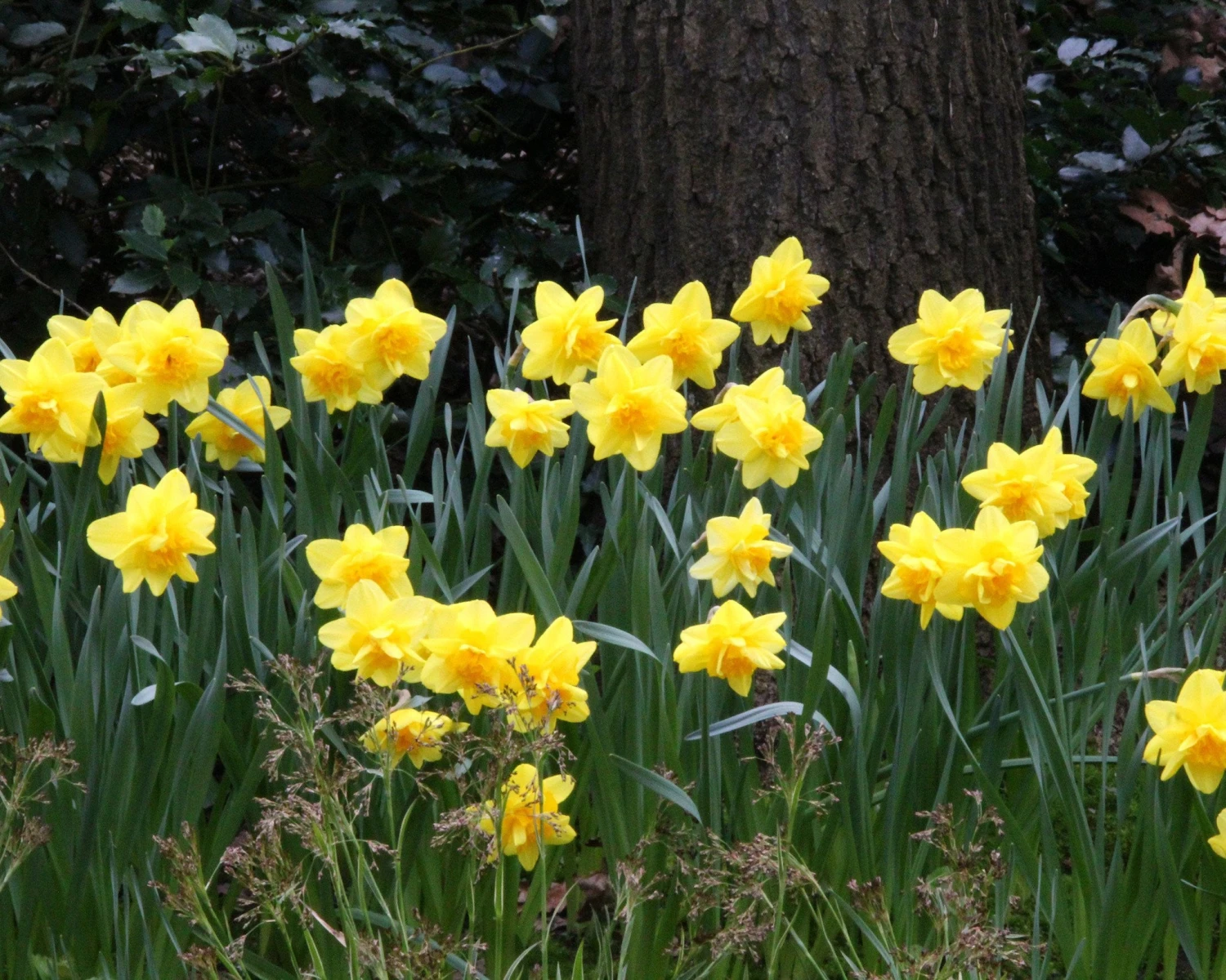 Narcissus 'Dick Wilden' 5 Narcissus 'Dick Wilden' - Image 5