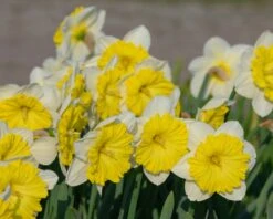 Narcissus 'Dinnerplate' -Plants And Flowers Shop narcissus dinnerplate 1