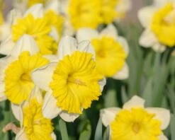 Narcissus 'Dinnerplate' -Plants And Flowers Shop narcissus dinnerplate 2