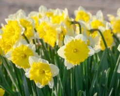 Narcissus 'Dinnerplate' -Plants And Flowers Shop narcissus dinnerplate 3