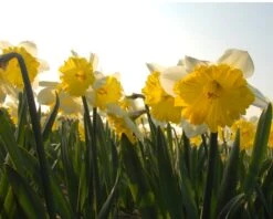 Narcissus 'Dinnerplate' -Plants And Flowers Shop narcissus dinnerplate 5