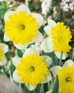 Narcissus 'Dinnerplate'