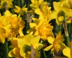 Narcissus 'Tête Bouclé' -Plants And Flowers Shop narcissus double tete deluxe 1