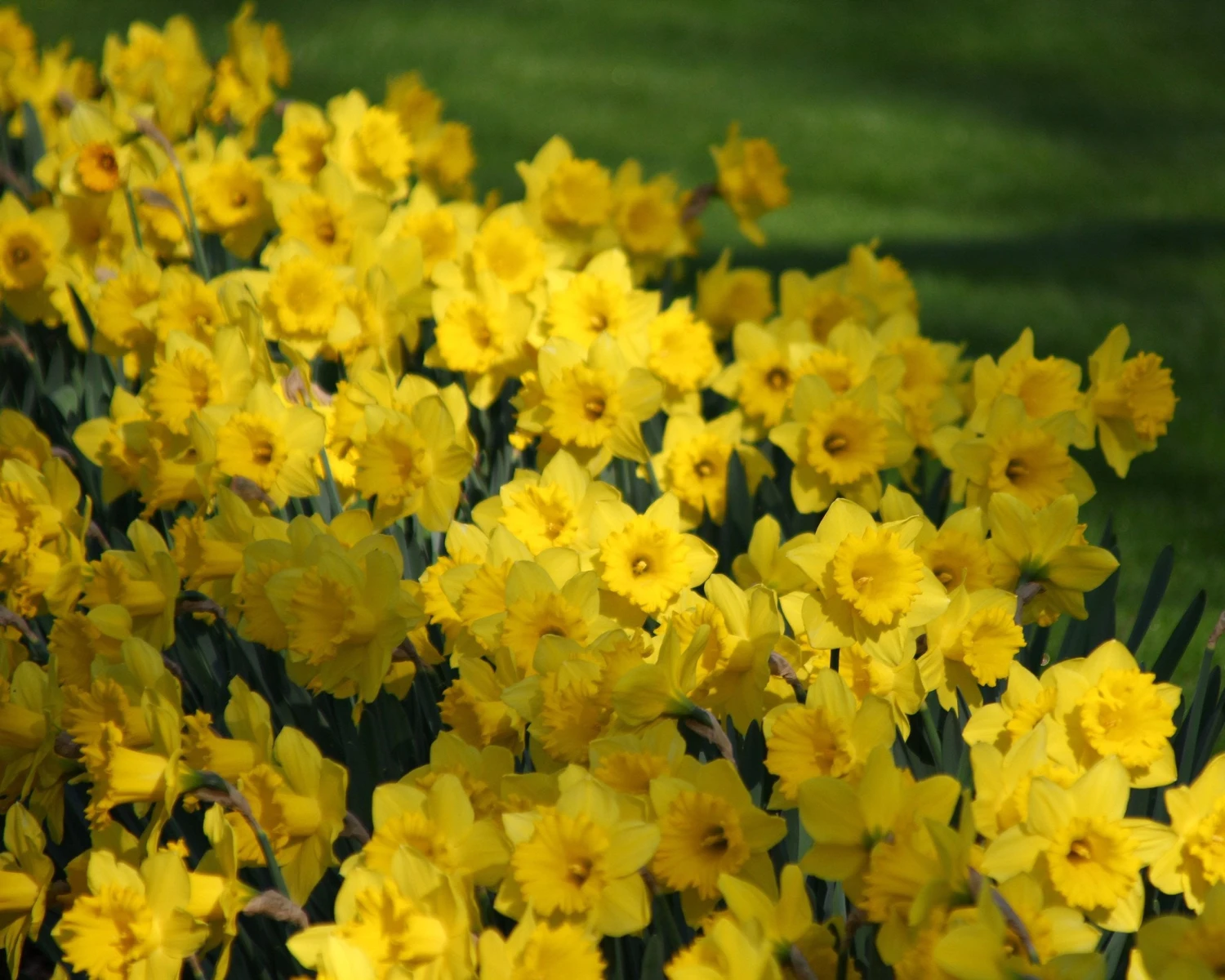 Narcissus 'Dutch Master' 4 Narcissus 'Dutch Master' - Image 4