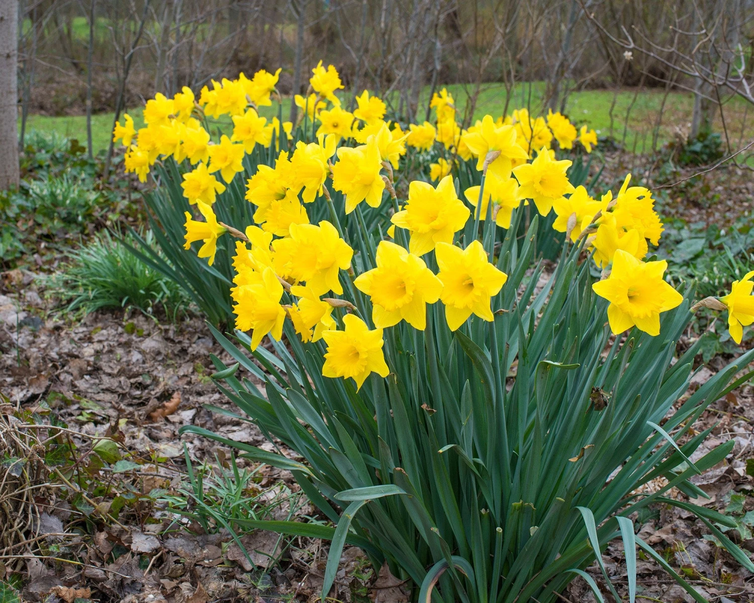 Narcissus 'Dutch Master' 6 Narcissus 'Dutch Master' - Image 6