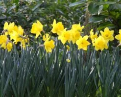 Narcissus 'Dutch Master' 12 Narcissus 'Dutch Master' -Plants And Flowers Shop narcissus dutch master 4 401fc9c3 2193 4612 90c4 8d8a399cb9f9