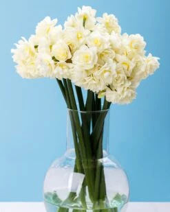 Narcissus 'Erlicheer' -Plants And Flowers Shop narcissus erlicheer 1