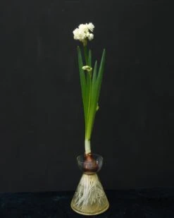 Narcissus 'Erlicheer' -Plants And Flowers Shop narcissus erlicheer 2