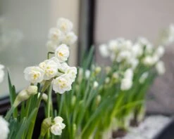 Narcissus 'Erlicheer' -Plants And Flowers Shop narcissus erlicheer 6