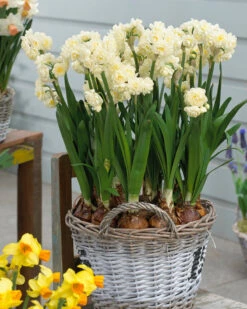 Narcissus 'Erlicheer' -Plants And Flowers Shop narcissus erlicheer 7