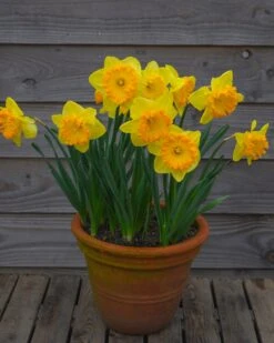 Narcissus 'Ferris Wheel' 17 Narcissus 'Ferris Wheel' -Plants And Flowers Shop narcissus ferris wheel 00