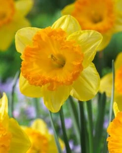 Narcissus 'Ferris Wheel' 16 Narcissus 'Ferris Wheel' -Plants And Flowers Shop narcissus ferris wheel 2