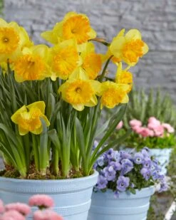 Narcissus 'Ferris Wheel' 15 Narcissus 'Ferris Wheel' -Plants And Flowers Shop narcissus ferris wheel 3