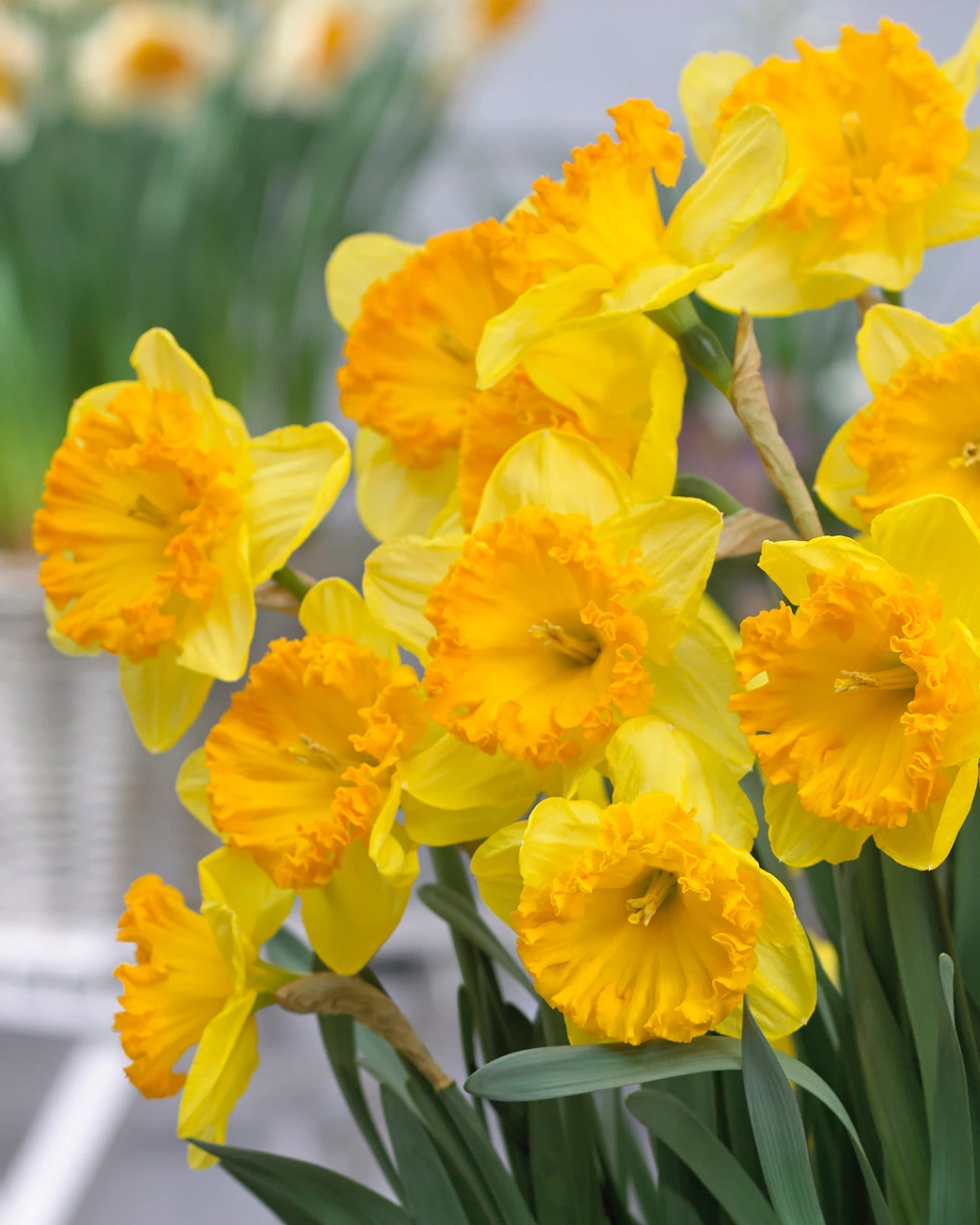 Narcissus 'Ferris Wheel' 2 Narcissus 'Ferris Wheel' - Image 2
