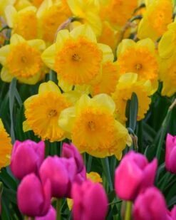 Narcissus 'Ferris Wheel' 11 Narcissus 'Ferris Wheel' -Plants And Flowers Shop narcissus ferris wheel 5 1195cf20 c18a 4c3f 89e5 55891dbfc59a