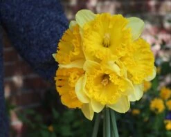 Narcissus 'Ferris Wheel' 13 Narcissus 'Ferris Wheel' -Plants And Flowers Shop narcissus ferrisd wheel 0
