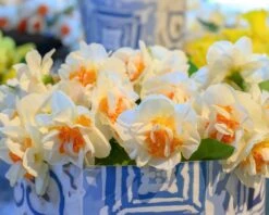 Narcissus 'Fragrant Spring' 7 Narcissus 'Fragrant Spring' -Plants And Flowers Shop narcissus fragrant spring 4