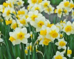 Narcissus 'Golden Echo' -Plants And Flowers Shop narcissus golden echo 2