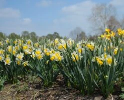 Narcissus 'Golden Echo' -Plants And Flowers Shop narcissus golden echo 4