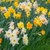 Narcissus 'Harlequin Mix'