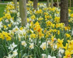 Narcissus 'Harlequin Mix' -Plants And Flowers Shop narcissus harlequin mixed 2