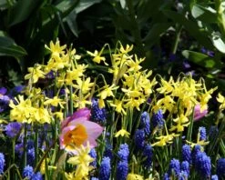 Narcissus 'Hawera' 7 Narcissus 'Hawera' -Plants And Flowers Shop narcissus hawera 1 15eb7c4d 99d7 436f a230 edbd3cd85321