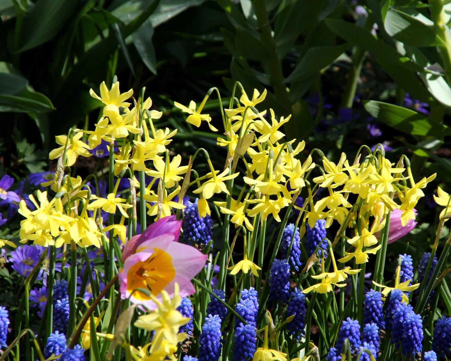 Narcissus 'Hawera' 3 Narcissus 'Hawera' - Image 3