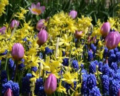 Narcissus 'Hawera' 9 Narcissus 'Hawera' -Plants And Flowers Shop narcissus hawera 2 19d1f6c3 a176 4196 8969 251d7468ec0f